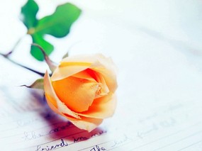 爱系列 玫瑰专辑 爱系列-玫瑰壁纸 植物壁纸