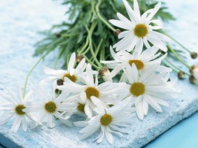 白色花卉桌面壁纸 白色花卉桌面壁纸 植物壁纸