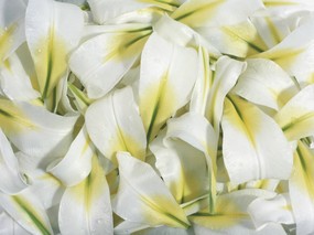 白色花卉桌面壁纸 白色花卉桌面壁纸 植物壁纸