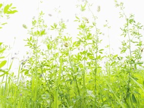 草原 田园 植物绿色高清壁纸 壁纸53 草原，田园，植物绿色 植物壁纸