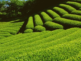 草原 田园 植物绿色高清壁纸 壁纸103 草原，田园，植物绿色 植物壁纸