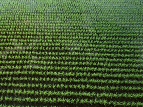 草原 田园 植物绿色高清壁纸 壁纸109 草原，田园，植物绿色 植物壁纸