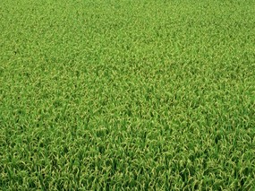 草原 田园 植物绿色高清壁纸 壁纸110 草原，田园，植物绿色 植物壁纸