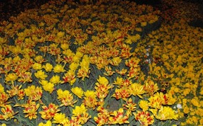 高清晰花朵壁纸下载 高清晰花朵壁纸下载 植物壁纸