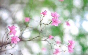韩国花卉摄影高清宽屏壁纸 韩国花卉摄影高清宽屏壁纸 植物壁纸