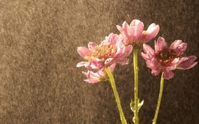 韩国花卉摄影高清宽屏壁纸 韩国花卉摄影高清宽屏壁纸 植物壁纸