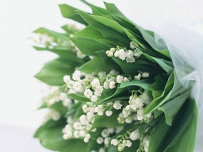 婚礼的花艺 祝福的花饰 婚礼的花艺 植物壁纸