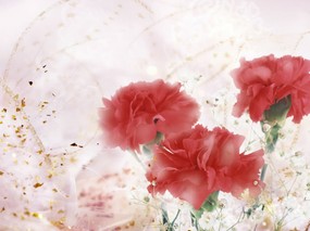 康乃馨花卉壁纸 康乃馨花卉壁纸 植物壁纸