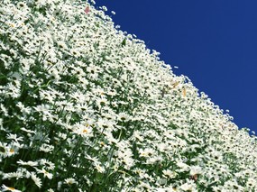 可人雪白花朵 可人雪白花朵 植物壁纸