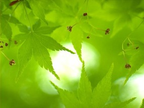绿色生命力 一 绿色生命力(一) 植物壁纸