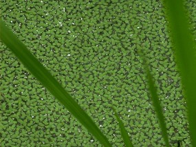 绿色生命力 一 绿色生命力(一) 植物壁纸