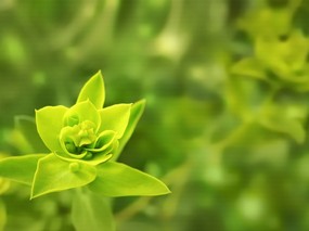 清新绿色植物壁纸 植物壁纸