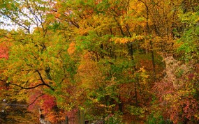 秋天摄影 黄色的感觉 宽屏壁纸 壁纸9 秋天摄影（黄色的感觉 植物壁纸