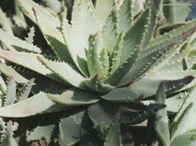 沙漠生命 植物壁纸
