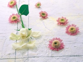 生活色彩点缀 花儿朵朵 植物壁纸