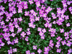 万紫千红迎春来 万紫千红迎春来 植物壁纸