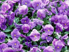 万紫千红迎春来 万紫千红迎春来 植物壁纸