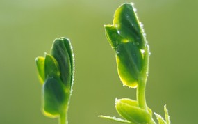 新芽嫩叶高清绿色植物壁纸 三 壁纸3 新芽嫩叶高清绿色植物 植物壁纸