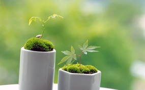 新芽嫩叶高清绿色植物壁纸 三 壁纸4 新芽嫩叶高清绿色植物 植物壁纸