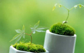 新芽嫩叶高清绿色植物壁纸 三 壁纸15 新芽嫩叶高清绿色植物 植物壁纸
