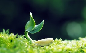 新芽嫩叶高清绿色植物壁纸 三 壁纸39 新芽嫩叶高清绿色植物 植物壁纸