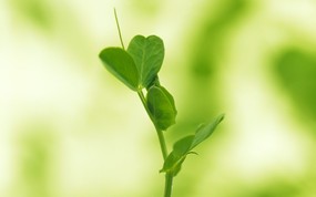 新芽嫩叶高清绿色植物壁纸 三 壁纸40 新芽嫩叶高清绿色植物 植物壁纸